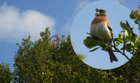 Bergfink auf einer exponierten Warte im lichten Gehölz des Skarsteindalen