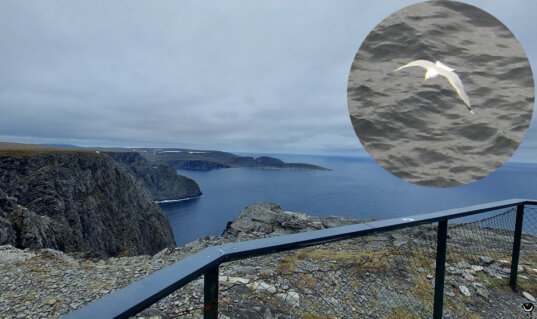 Blick vom Nordkapp über steile Felsen und das Nordmeer mit vergrößert eingeblendeter fliegender Dreizehenmöwe.