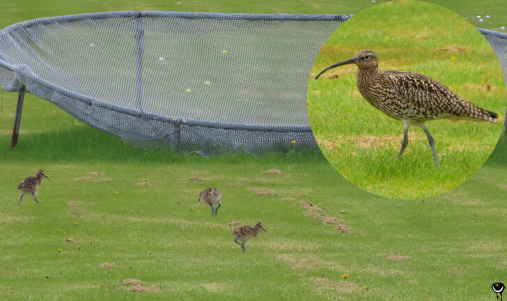 Junge Große Brachvögel auf dem Golfplatz von Andenes mit vergrößertem Altvogel