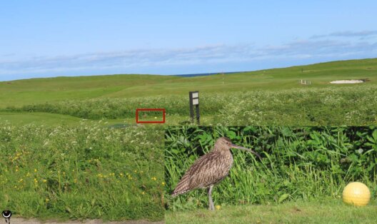 Großer Brachvogel auf kurz gemähter Fläche neben einem Golfball auf Andøya