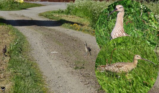 Junge Große Brachvögel auf einem Weg auf Andøya mit vergrößerten Aufnahmen der Altvögel