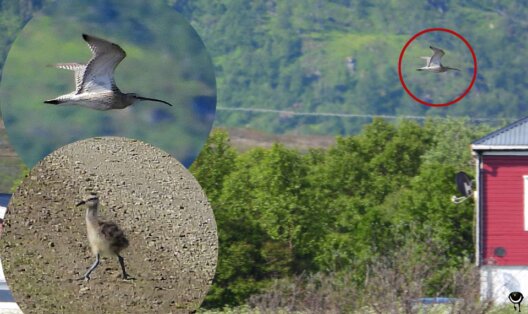Fliegender Großer Brachvogel über der Küstenlandschaft bei Breivik auf Andøya