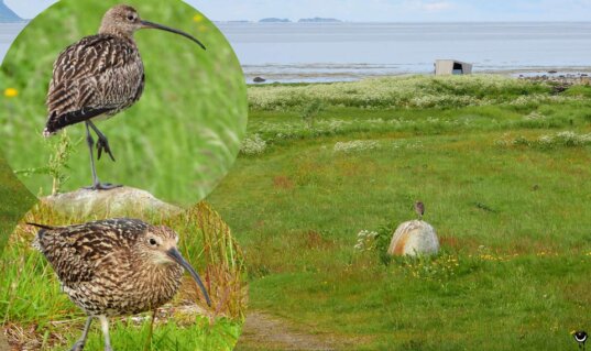 Großer Brachvogel auf den feuchten Küstenwiesen bei Marmelkroken auf Andøya