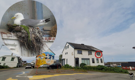 Dreizehenmöwe am Nest auf einem Fenstersims in Andenes