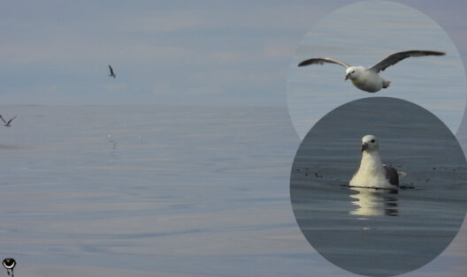 Eissturmvogel im Flug und auf der ruhigen Wasseroberfläche vor Andøya