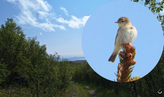 Fitis auf einer Baumspitze im lichten Birkenwald des Skarsteindalen