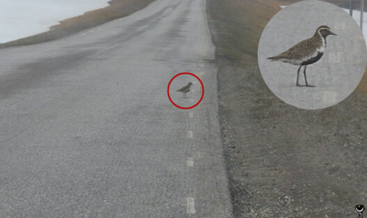 Goldregenpfeifer im Brutkleid steht auf einer Straße durch die verschneite Hochlandschaft von Magerøya.