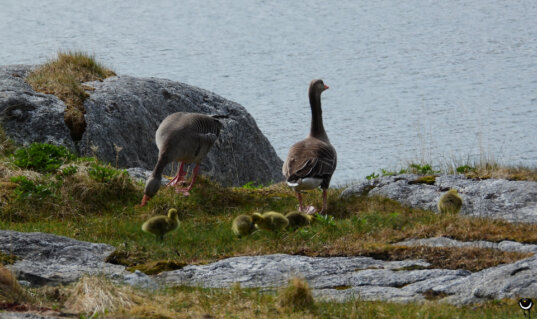Zwei Graugänse mit mehreren Gösseln zwischen Felsen und Gras am Ufer eines Gewässers auf Magerøya.