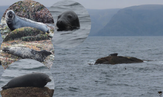 Kegelrobben ruhen auf den vom Meer umspülten Felsen der Gjesværstappan und schwimmen im Wasser vor der Küste.