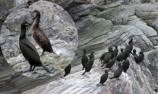Krähenscharben auf den Felsen der Gjesværstappan mit vergrößertem Bildausschnitt eines Alt- und Jungvogels.