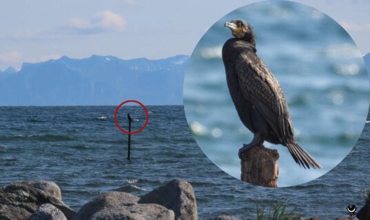 Krähenscharbe auf einem Pfahl im Küstenwasser von Andøya mit vergrößerter Ansicht