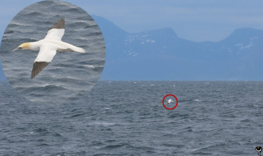 Basstölpel mit weit ausgebreiteten Flügeln über dem Meer vor der norwegischen Bergküste, ergänzt durch eine vergrößerte Darstellung des fliegenden Vogels.