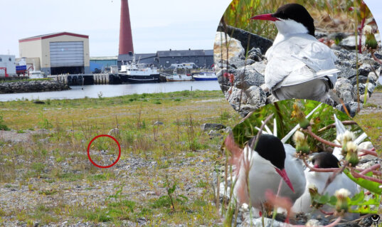 Küstenseeschwalben am Nest auf einer steinigen Brachfläche am Hafen von Andenes