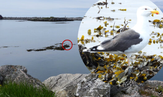Mantelmöwe auf einer mit Seetang bedeckten Felsinsel im Hafen von Andenes