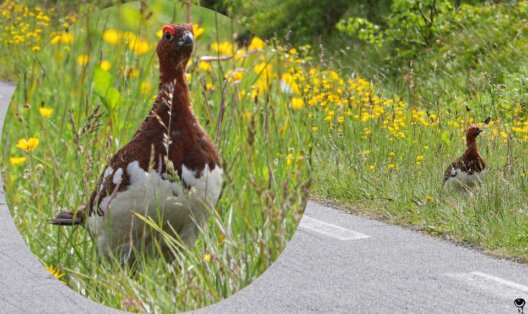 Moorschneehuhn am Straßenrand auf Andøya zwischen Gras und gelben Blüten