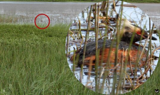 Ohrentaucher im Brutkleid zwischen der Ufervegetation des Kleivvatnet bei Andenes