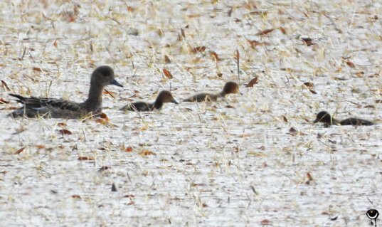 Pfeifenten-Weibchen mit Jungvögeln in der flachen Uferzone des Kleivvatnet