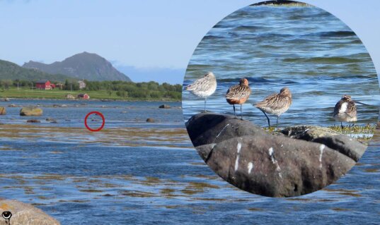 Kleine Gruppe rastender Pfuhlschnepfen auf Felsen im flachen Küstenwasser bei Breivik