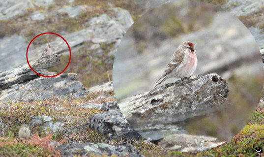 Polarbirkenzeisig mit roter Stirn, rosa Brust und hellem Gefieder auf einem Felsen, ergänzt durch einen vergrößerten Bildausschnitt.