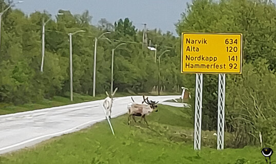 Rentier am Straßenrand neben einem Wegweiser mit den Zielen Narvik, Alta, Nordkapp und Hammerfest.