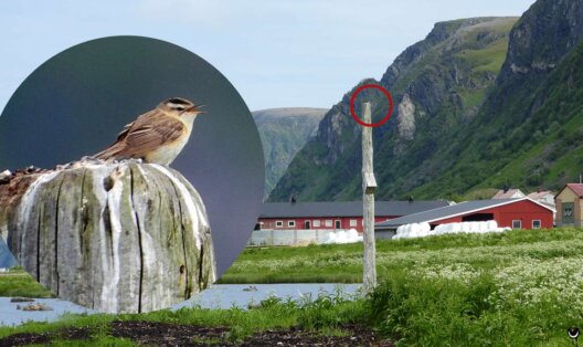 Singender Schilfrohrsänger auf einem Pfahl bei Marmelkroken auf Andøya