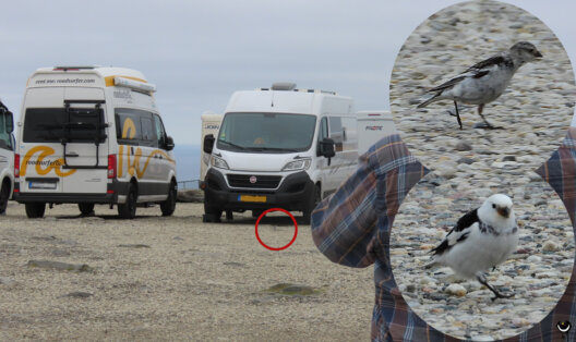 Schneeammern zwischen Wohnmobilen auf dem Parkplatz am Nordkapp, mit vergrößerten Aufnahmen von Weibchen und Männchen.