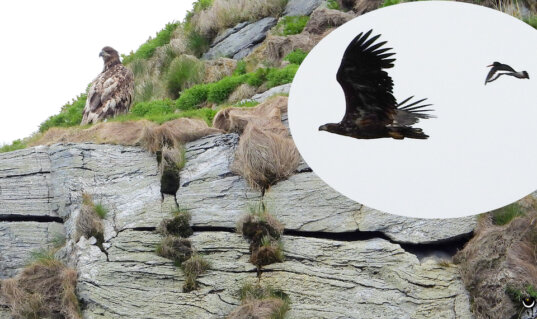 Seeadler an den Felsen der Gjesværstappan; ein vergrößerter Bildausschnitt zeigt einen fliegenden Seeadler.