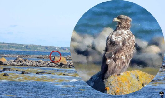 Junger Seeadler auf einem Felsen zwischen Tangflächen an der Küste von Andøya