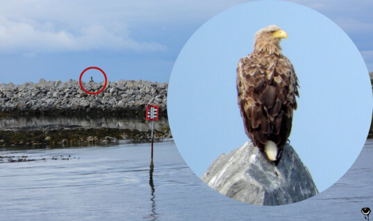 Ausgefärbter Seeadler auf einem Felsen der Hafenmole von Andenes