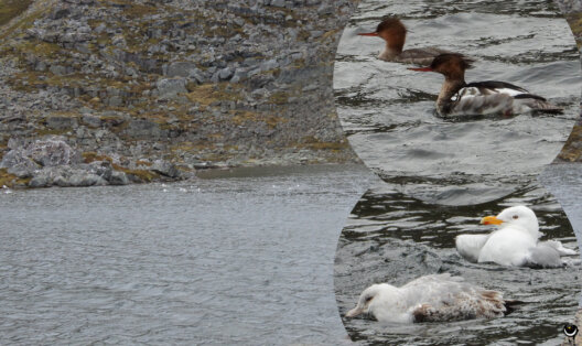 Mittelsäger und Silbermöwen auf einem Gewässer in der felsigen Landschaft von Magerøya, mit vergrößerten Bildausschnitten der Vögel.