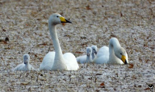 Singschwanpaar mit mehreren grauen Jungvögeln auf dem Kleivvatnet bei Andenes