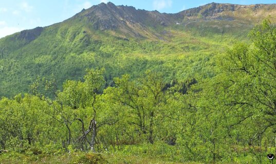 Lichter Birkenwald im Skarsteindalen auf Andøya unterhalb der Berge