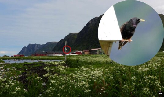 Star auf einer Sitzwarte am Nistkasten bei Marmelkroken auf Andøya