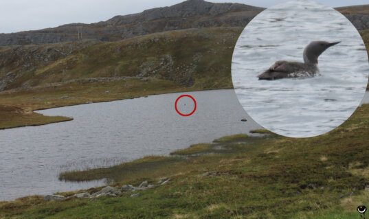 Sterntaucher auf einem kleinen See in der kargen Landschaft von Magerøya, mit vergrößertem Bildausschnitt des Vogels.
