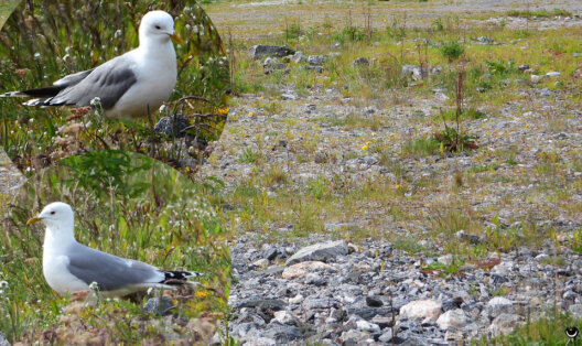 Sturmmöwen auf steinigem Brutgelände nahe dem Hafen von Andenes