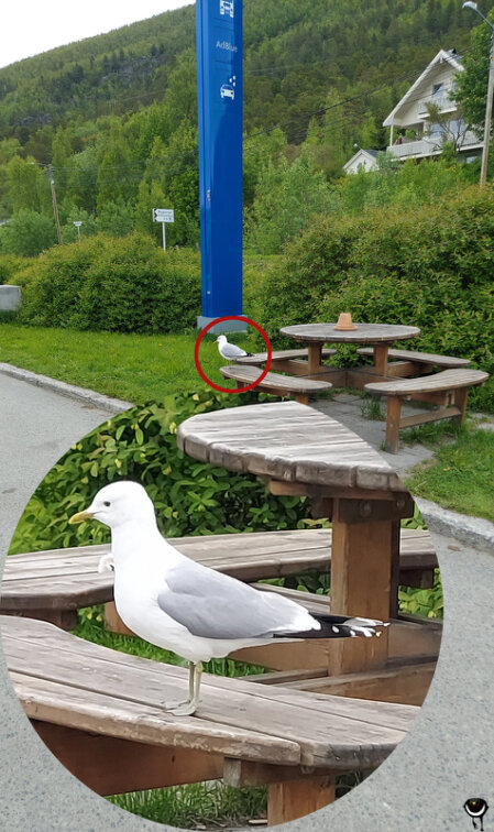 Sturmmöwe auf der Sitzbank einer hölzernen Picknickgarnitur an einer norwegischen Raststätte, mit vergrößertem Bildausschnitt des Vogels.