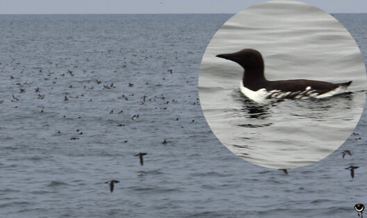 Trottellumme auf dem Meer vor den Gjesværstappan, umgeben von zahlreichen weiteren Seevögeln.