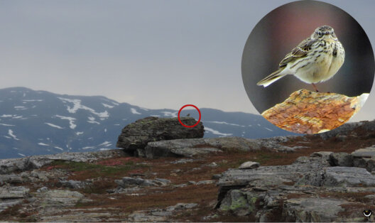 Wiesenpieper auf einem Felsen in der kargen nordnorwegischen Hochlandschaft mit vergrößertem Bildausschnitt des Vogels.