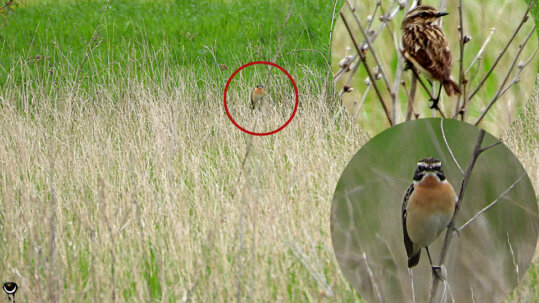 Offenland mit niedrigem Bewuchs, Rundumsicht und genug Insekten ist wichtig für das Braunkehlchen.