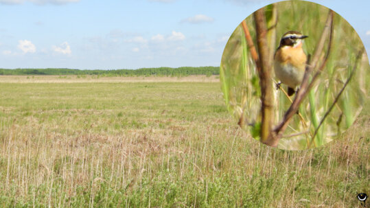 Braunkehlchen sind auf unberührte Wiesengebiete mit Singwarten und Insektenangebot angewiesen.