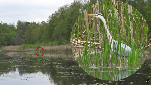Ein Graureiher bei der Jagd.