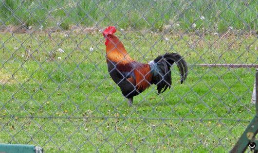 Auf dem Grundstück nebenan residierte dieser Hahn und weckte morgens die Nachbarschaft- wir waren manchmal vor ihm wach. Es gab ja noch andere Vögel…