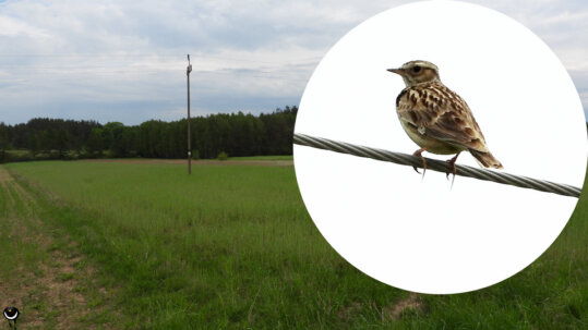 Ihr wissentschaftlicher Name beschreibt lautmalerisch ihren Gesang, der vom Svenson Vogelführer als „weich flötendes Jodeln“ beschrieben wird.
