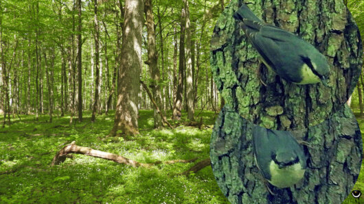 Kleiber haben in Polen eine weißliche Unterseite