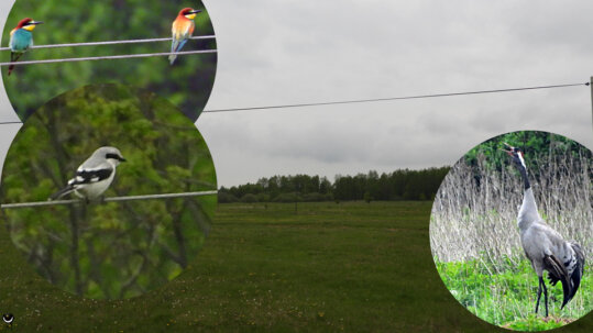 Bildcollage:<br />Bienenfresser (Merops apiaster) European Bee-eater<br />Raubwürger (Lanius excubitor) Great Grey Shrike<br />Kranich (Grus grus) Common Crane<br />