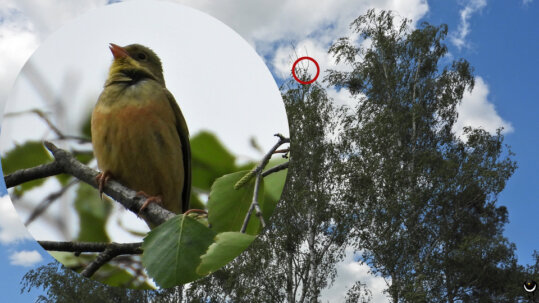 Der Ortolan ist eine in Europa selten gewordene Ammernart. Er ist an seinem feinen Augenring gut zu identifizieren. 
