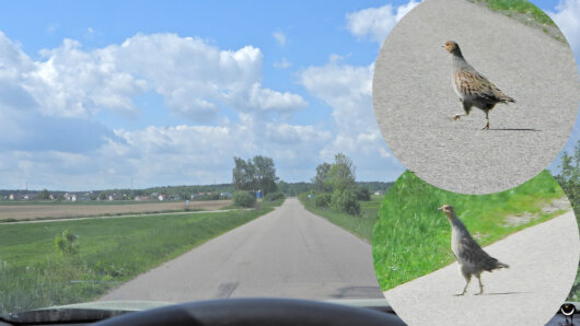 Auf dem Rückweg, wir hatten den Zarenweg längst verlassen überraschte und noch ein Rebhun am Straßenrand. Als wir brav hielten, konnte es auch sicher die Fahrbahn überqueren.