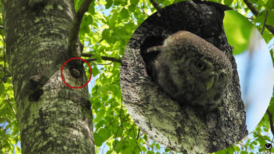 Dieser kleinste der Käuze muss seine Augen überall haben. Er ist Jäger und Gejagter zugleich. 
