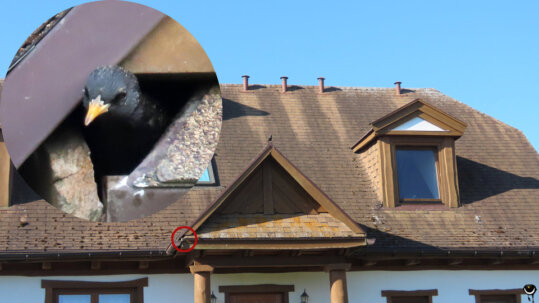 In diesem Haus wohnt er als "Untermieter".