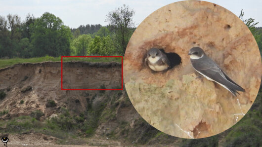 In einer Sandgrube hatte sich diese große Kolonie der Uferschwalben entwickelt.